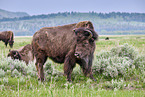 Amerikanische Bisons