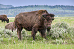 Amerikanische Bisons