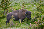 Amerikanischer Bison