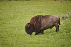 Amerikanischer Bison