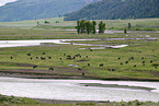 Amerikanische Bisons