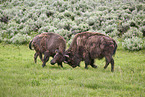 Amerikanische Bisons