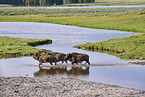 Amerikanische Bisons