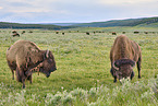 Amerikanische Bisons