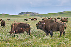 Amerikanische Bisons