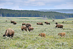 Amerikanische Bisons