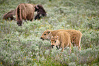 Amerikanische Bisons