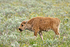 Amerikanischer Bison