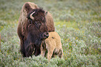 Amerikanische Bisons