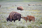 Amerikanische Bisons