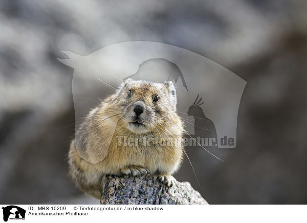 Amerikanischer Pfeifhase / American pika / MBS-10209