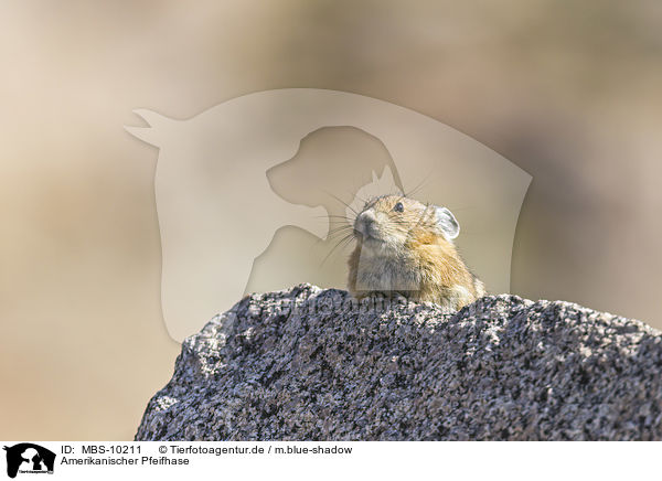 Amerikanischer Pfeifhase / American pika / MBS-10211