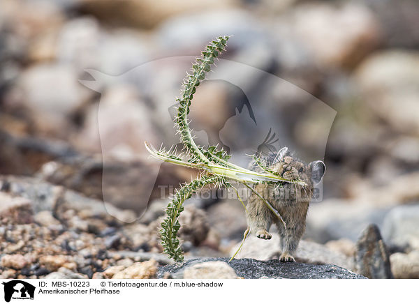 Amerikanischer Pfeifhase / American pika / MBS-10223