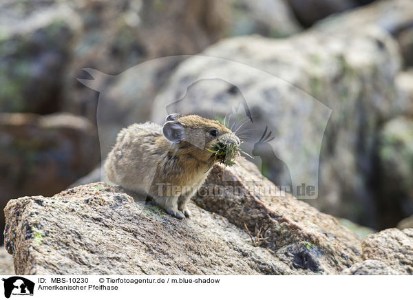 Amerikanischer Pfeifhase / American pika / MBS-10230