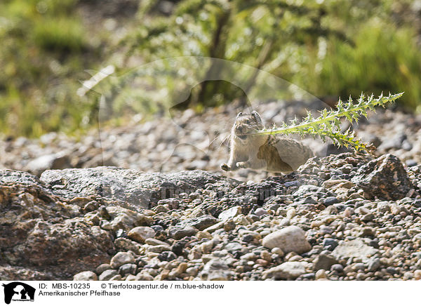 Amerikanischer Pfeifhase / American pika / MBS-10235