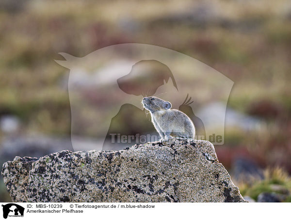Amerikanischer Pfeifhase / American pika / MBS-10239