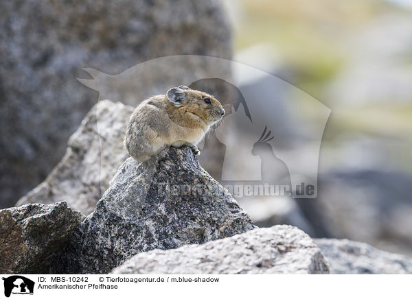 Amerikanischer Pfeifhase / American pika / MBS-10242