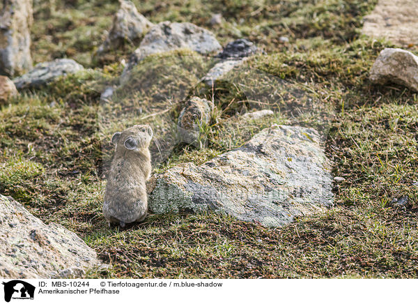 Amerikanischer Pfeifhase / MBS-10244