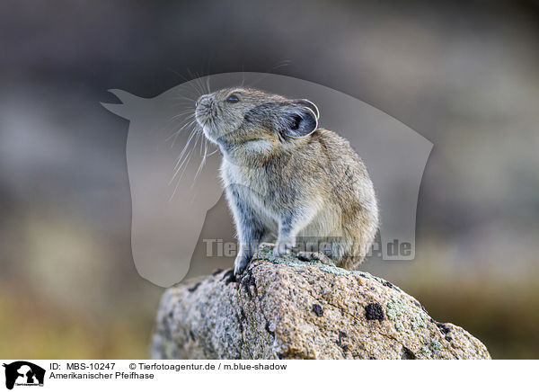 Amerikanischer Pfeifhase / American pika / MBS-10247