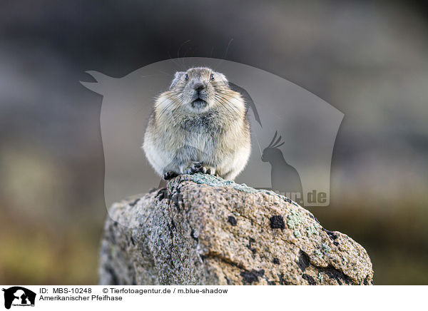 Amerikanischer Pfeifhase / American pika / MBS-10248