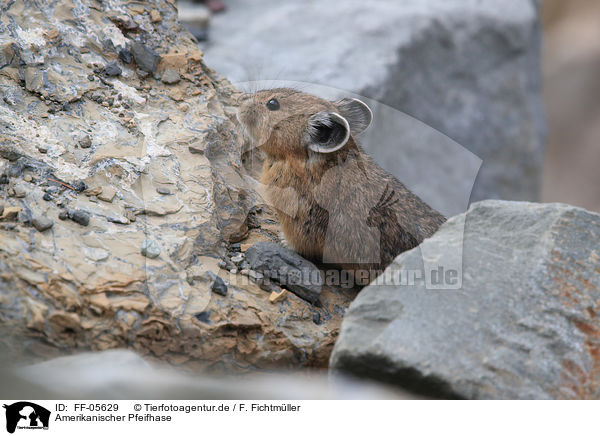 Amerikanischer Pfeifhase / American pika / FF-05629