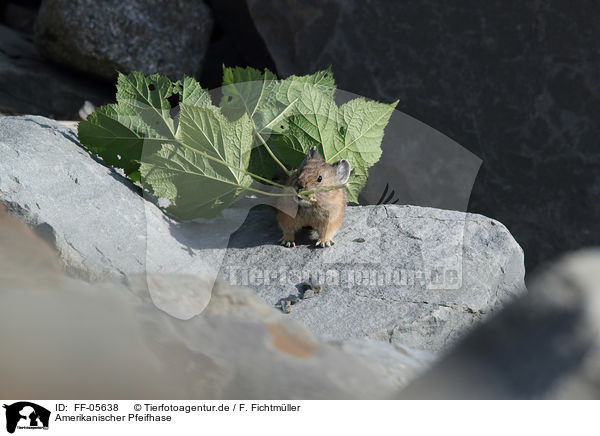 Amerikanischer Pfeifhase / American pika / FF-05638