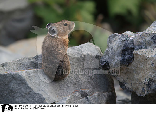 Amerikanischer Pfeifhase / American pika / FF-05643