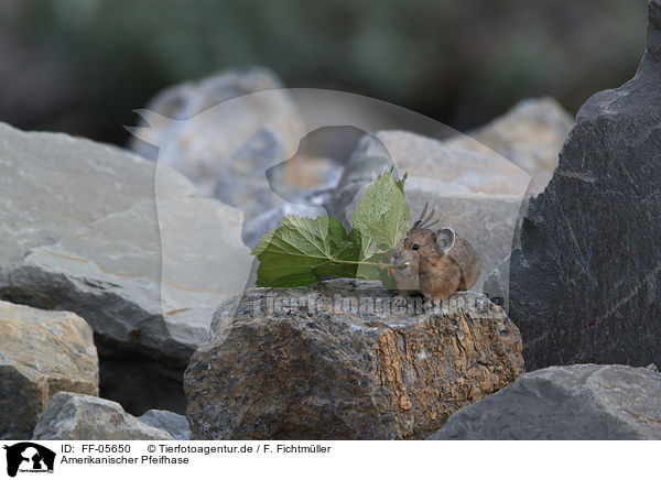 Amerikanischer Pfeifhase / American pika / FF-05650