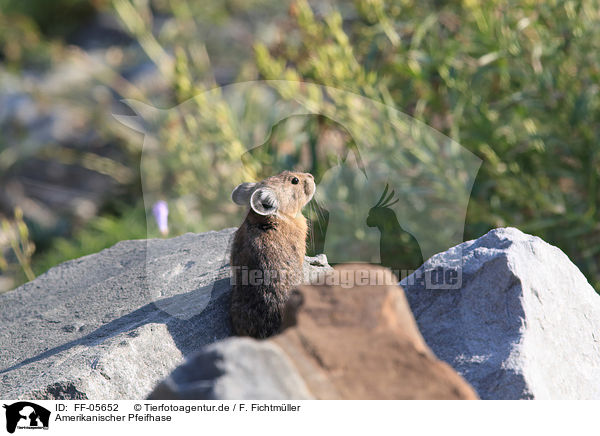 Amerikanischer Pfeifhase / American pika / FF-05652