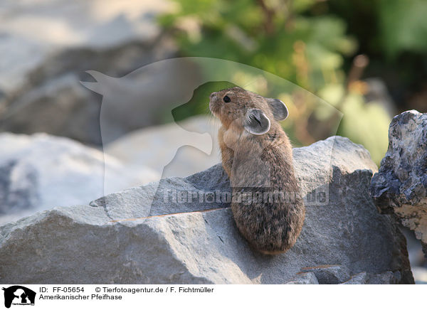 Amerikanischer Pfeifhase / FF-05654