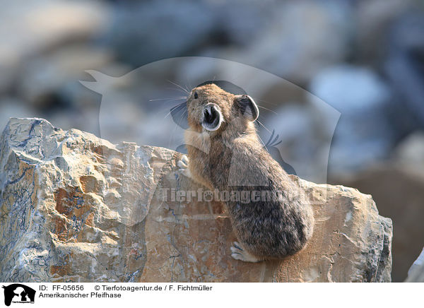 Amerikanischer Pfeifhase / American pika / FF-05656