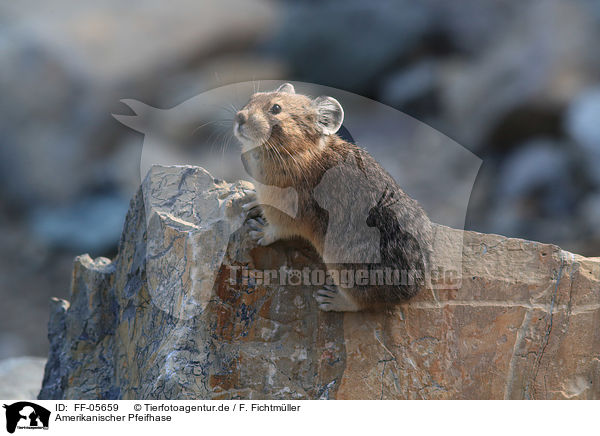 Amerikanischer Pfeifhase / American pika / FF-05659