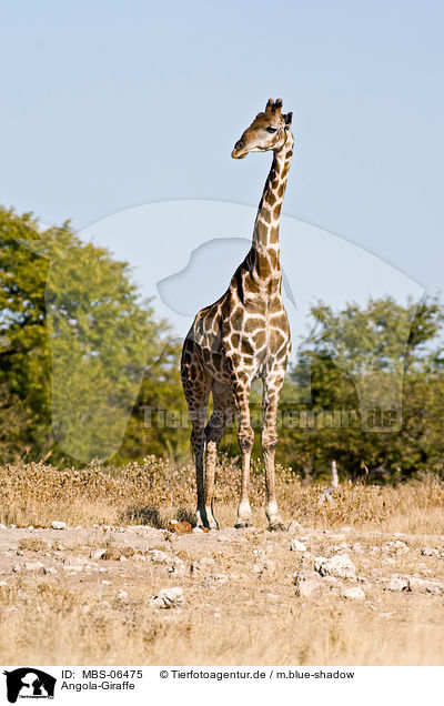Angola-Giraffe / Giraffe / MBS-06475