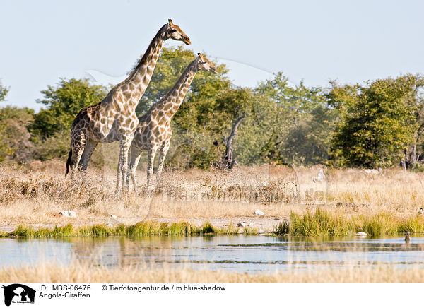 Angola-Giraffen / Giraffes / MBS-06476