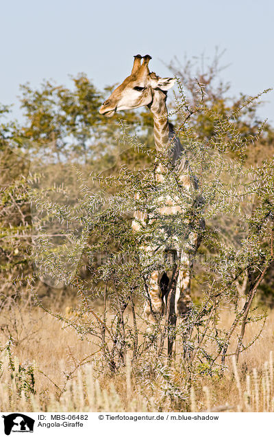 Angola-Giraffe / Giraffe / MBS-06482