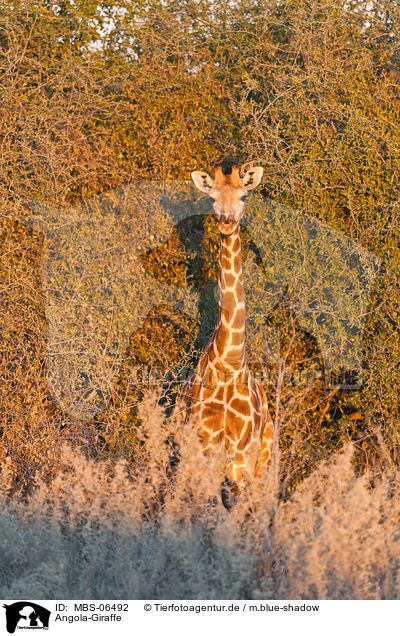 Angola-Giraffe / MBS-06492