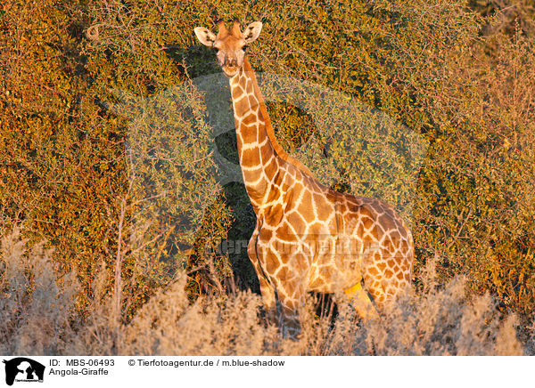 Angola-Giraffe / Giraffe / MBS-06493