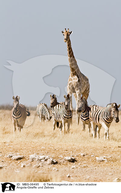 Angola-Giraffe und Zebras / Giraffe and zebras / MBS-06495