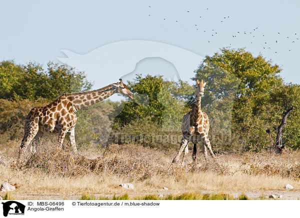 Angola-Giraffen / MBS-06496