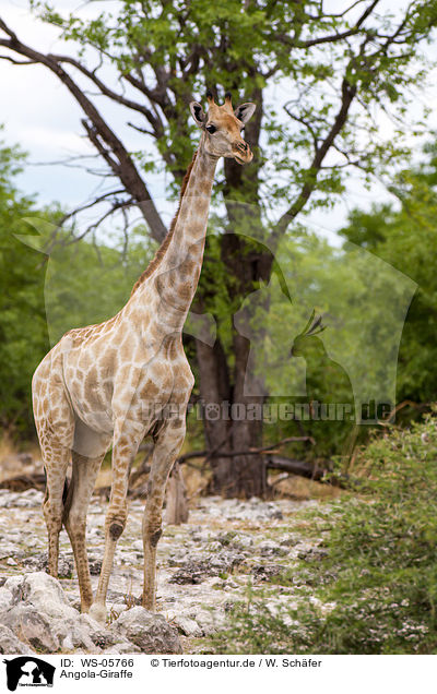 Angola-Giraffe / WS-05766