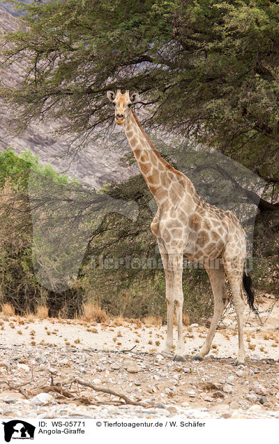 Angola-Giraffe / WS-05771