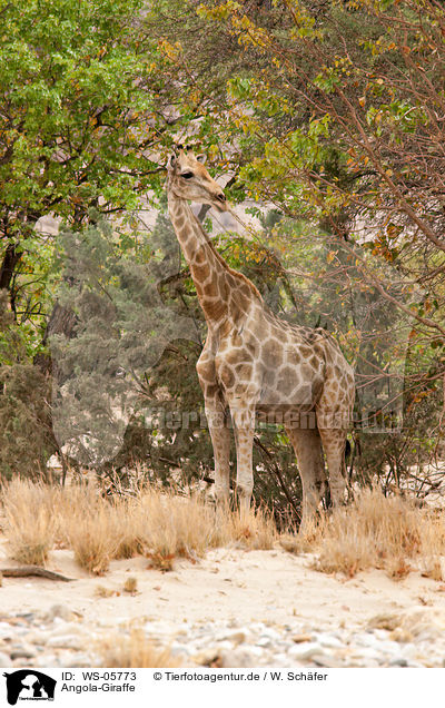 Angola-Giraffe / WS-05773