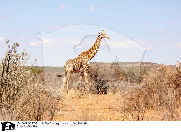 Angola-Giraffe / giraffe / WS-05776