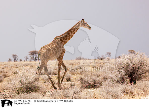 Angola-Giraffe / giraffe / WS-05778