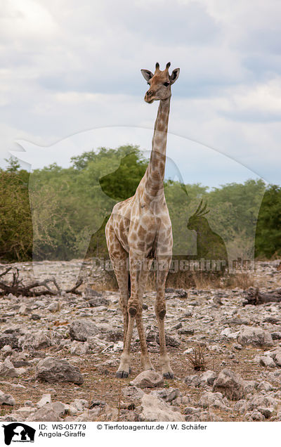 Angola-Giraffe / giraffe / WS-05779