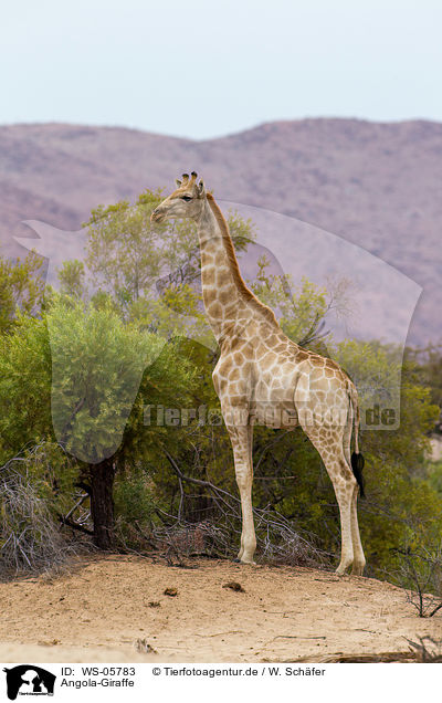 Angola-Giraffe / giraffe / WS-05783