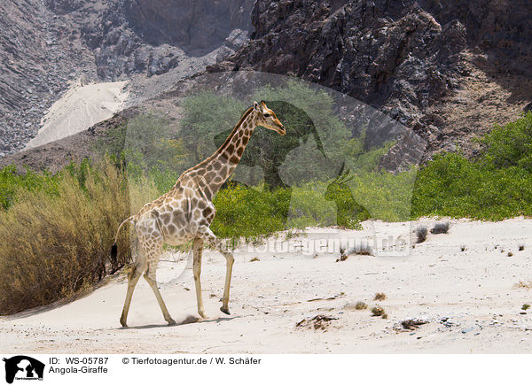 Angola-Giraffe / WS-05787