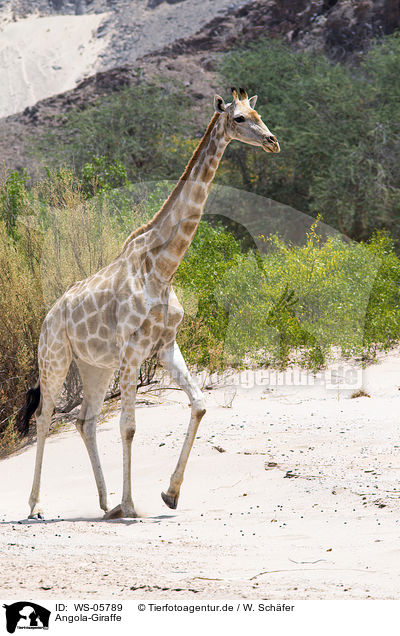 Angola-Giraffe / WS-05789