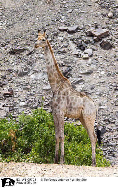Angola-Giraffe / giraffe / WS-05791