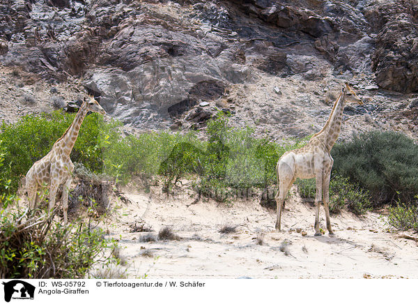 Angola-Giraffen / giraffes / WS-05792